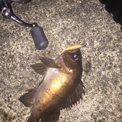 メバリング＆アジング